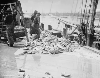 Entladen von Gortons Kabeljau, Gloucester, Massachusetts, ca. 1905